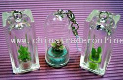 Capsule Mini Plant from China