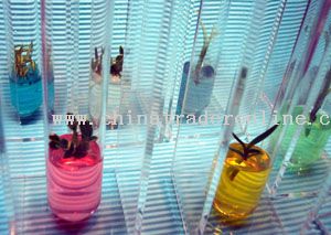 Rainbow Gift (A Little Live Plant Inside A Glass Bottle)