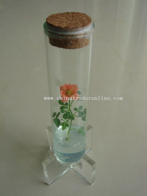 Finger Rose (Mini Plant, Pet Tree, Pet Plant)