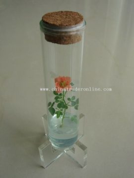 Finger Rose (Mini Plant, Pet Tree, Pet Plant)
